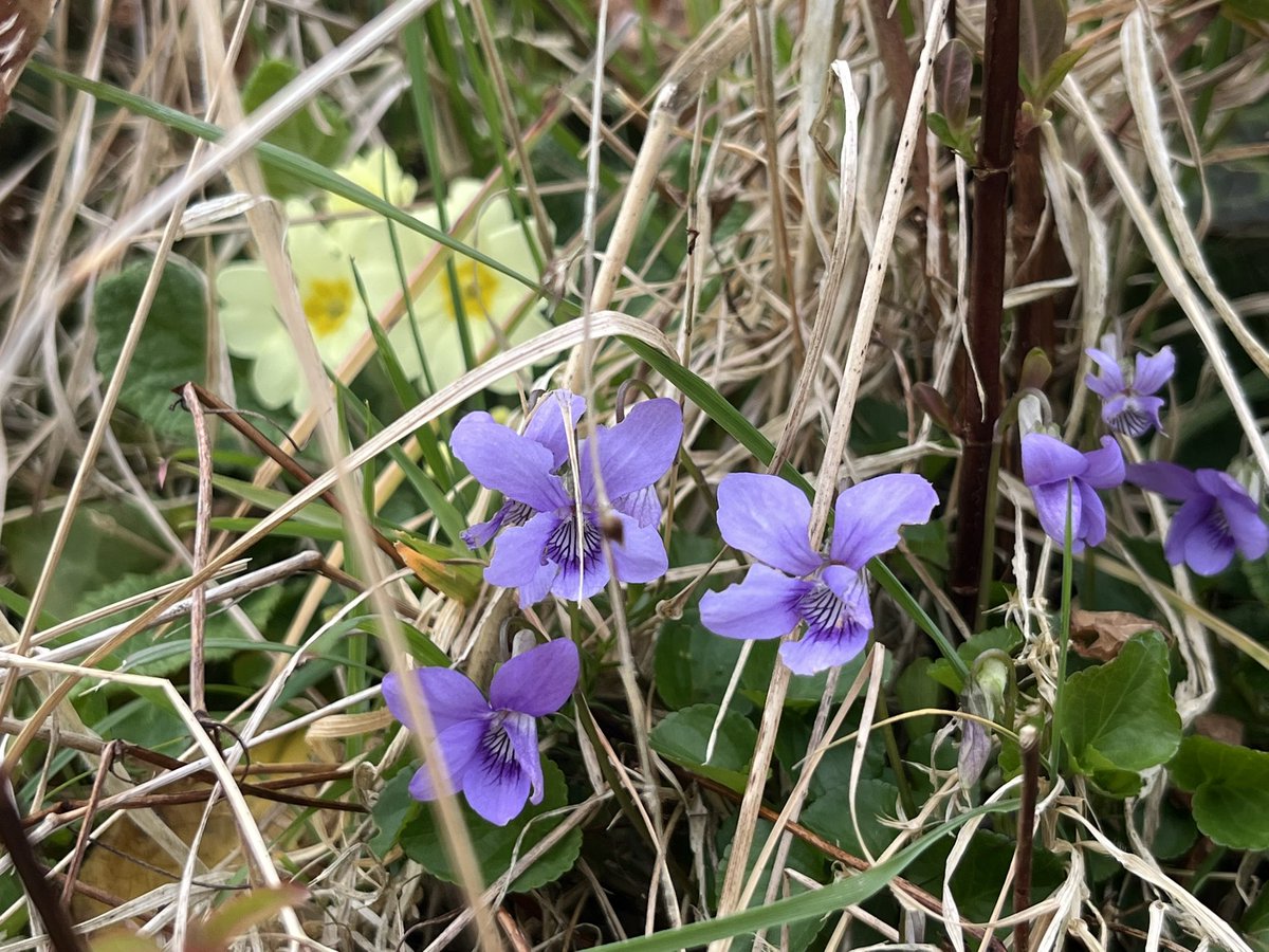 SeanRyanT's tweet image. #Killone #Clare #100daysofwalking #Sights &amp;amp; #Sounds #Nature @BioDataCentre #Wildflowers #Water #Birds 
heritage.clareheritage.org/places/reading… @ClareCoCo #TheEnchantedLake #Ireland #TheShannonEstuaryWay #WildAtlanticWay