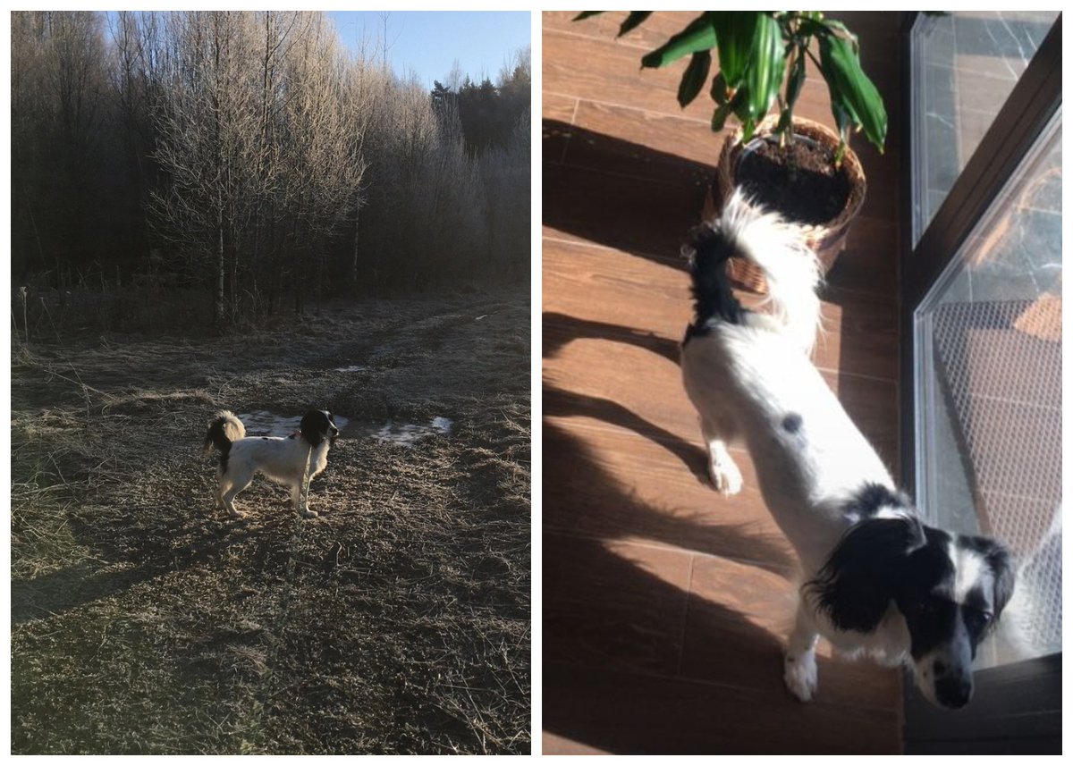 zverikivdar's tweet image. ФОТО ПРИВЕТ ИЗ ДОМА 🏡 от Кнопы. #добрыедела #zverikivdar_дома