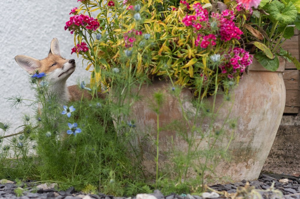 Charlie's a sensitive soul, enjoying smelling the flowers.
#FoxOfTheDay