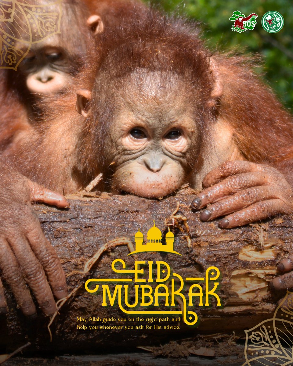 ✨ Eid Mubarak 2025 from RHOI! ✨

As we celebrate the joyous festival of Eid Al-Fitr, we extend our heartfelt wishes for peace, happiness, and prosperity to you and your loved ones.

Wishing you a beautiful and blessed Eid! 🌟🤲

#SaveOrangutans