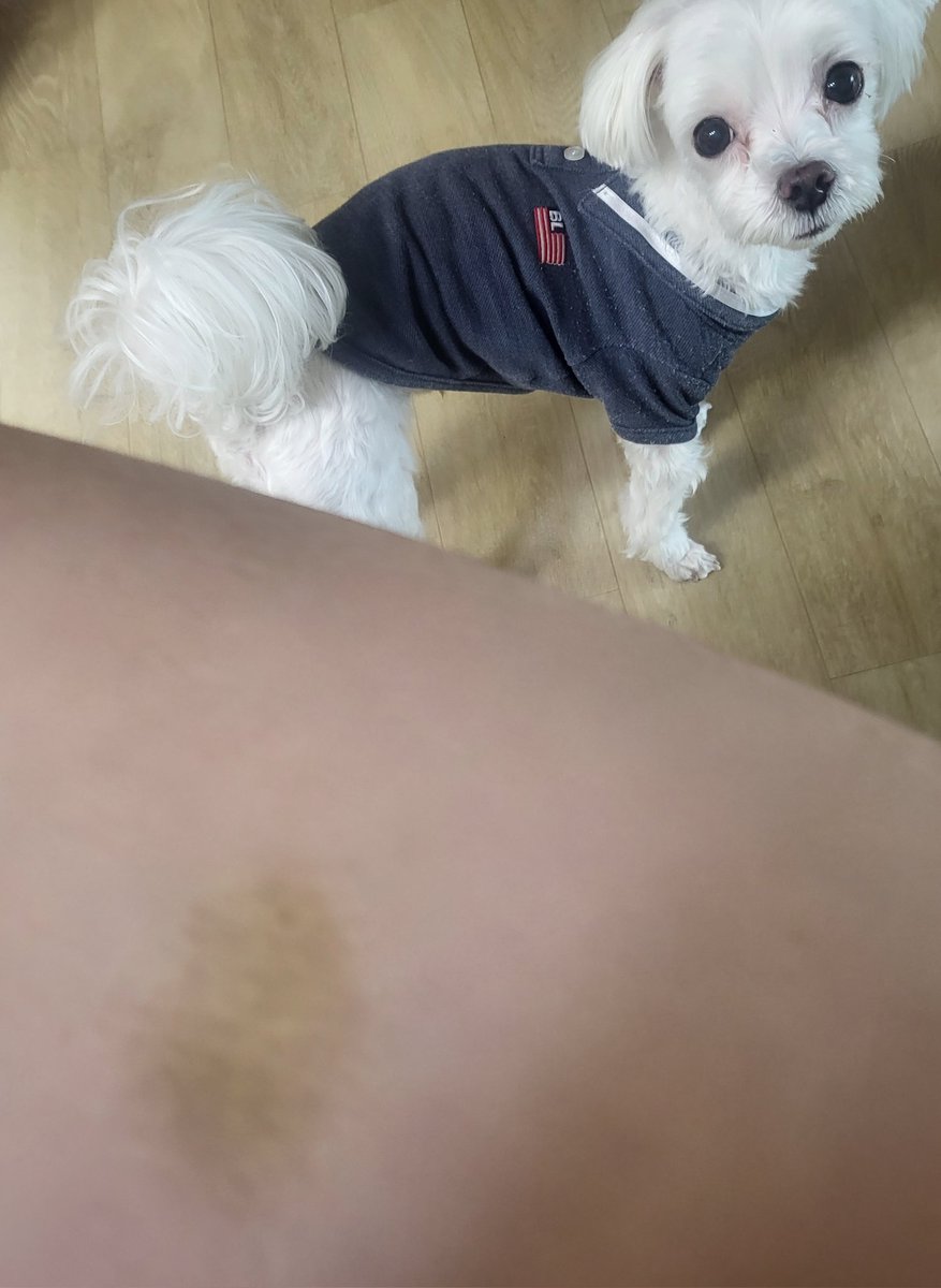 도라대장 🌊 どら大将 tweet media