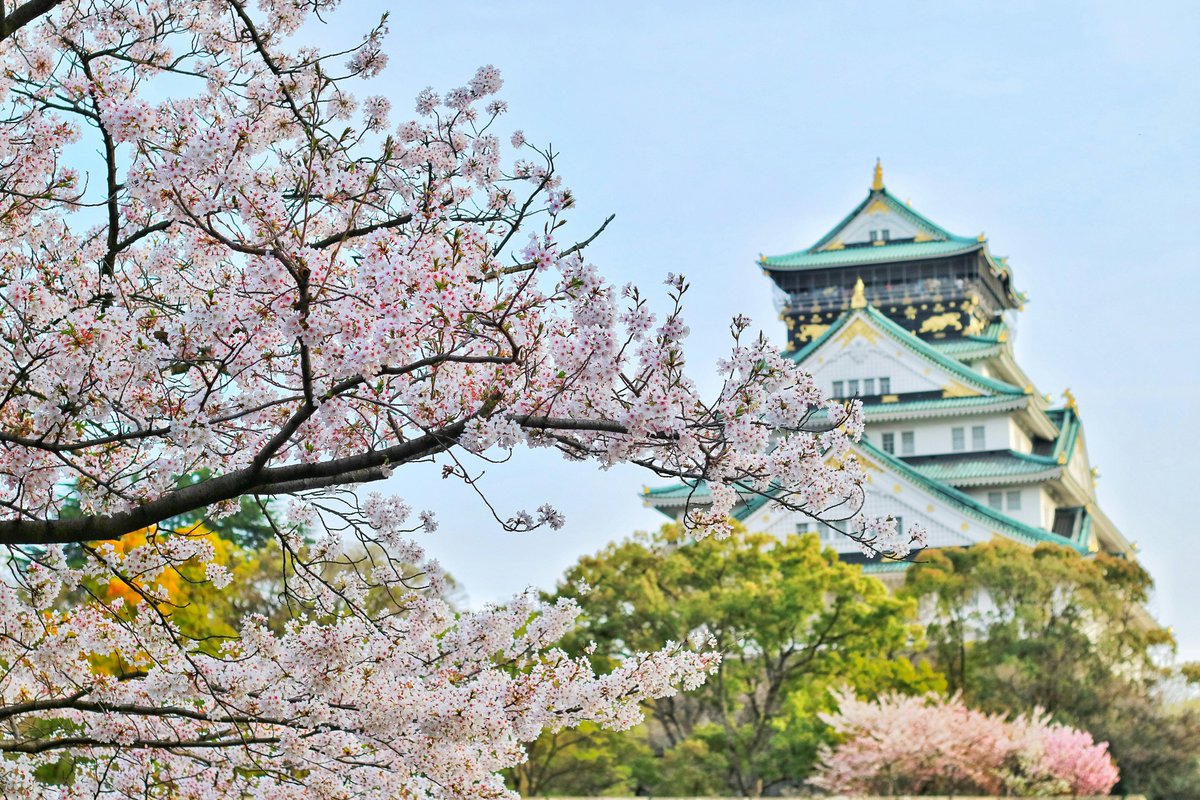 🌸 Cada primavera, Japón se tiñe de rosa con los cerezos en flor

🌿 Y se celebra con el 'Hanami', la tradición de admirar los 'sakura' en una experiencia efímera que simboliza la belleza y la fugacidad de la vida

Y tú, ¿has vivido esta experiencia? 🇯🇵