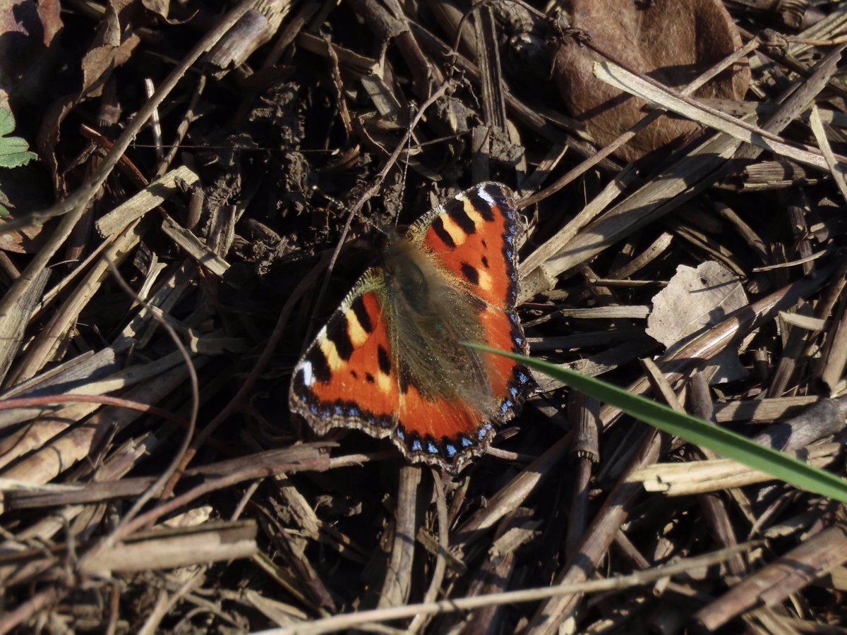RHbury's tweet photo. Last work party of 24-25 at Grafton Wood - butterflies back to welcome us @WorcsWT https://t.co/IG2qD6nkms