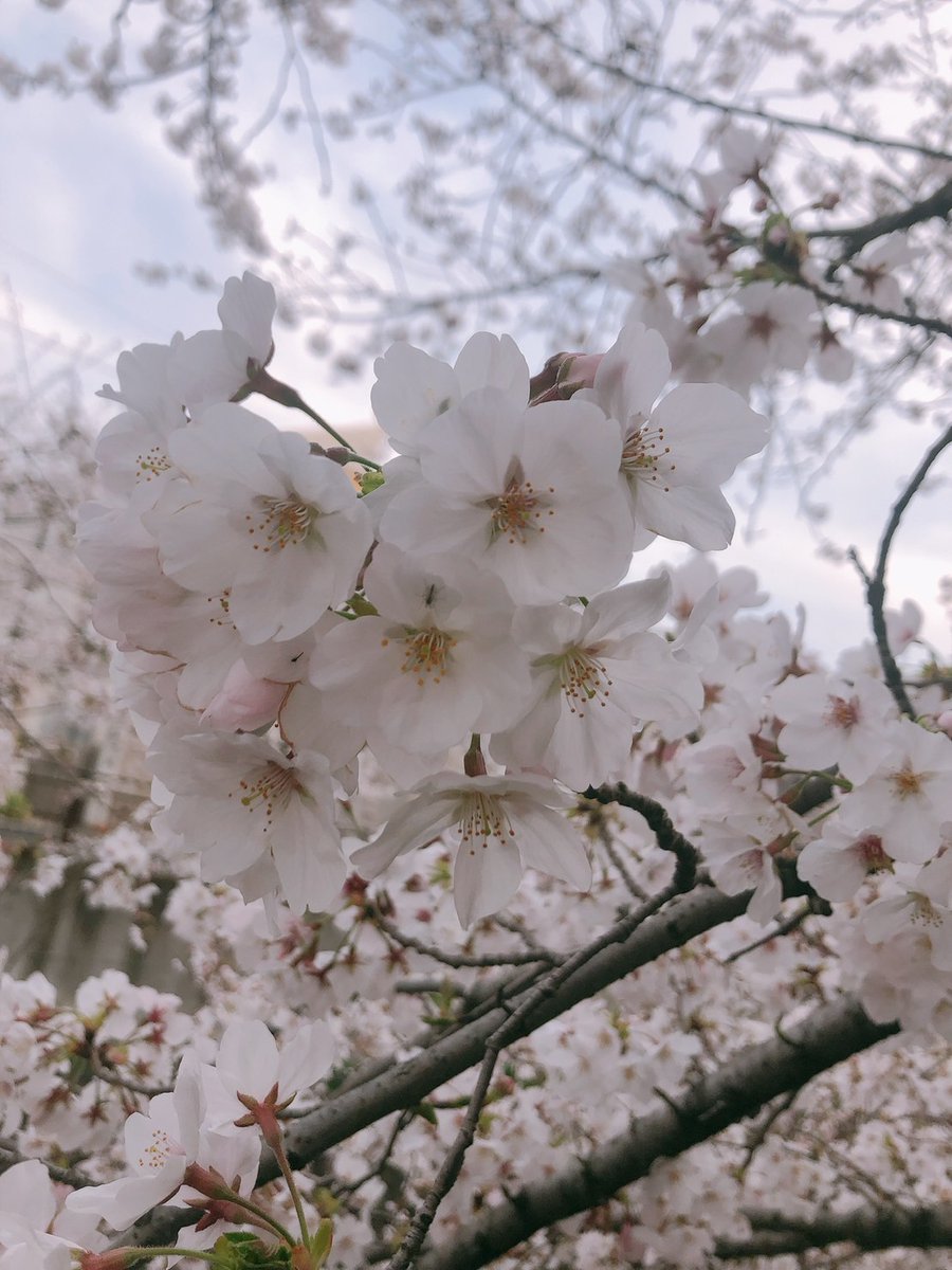 今日はさくらの日らしいですね❕🌸
お花見行きたいなぁ🫠
#今日は何の日
#さくらの日