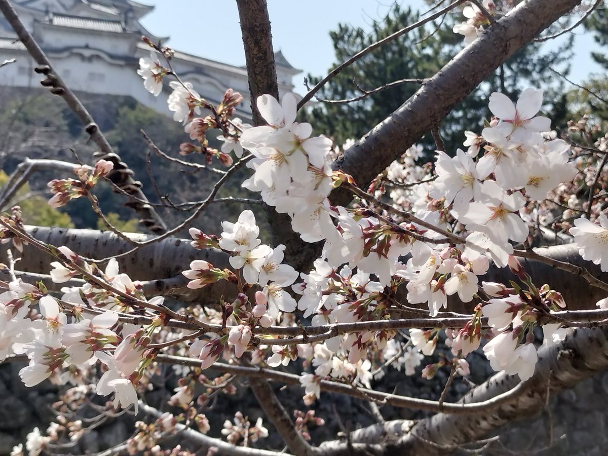 cancer4's tweet photo. 姫路城の桜が咲きました！ https://t.co/ACIv05sC5B