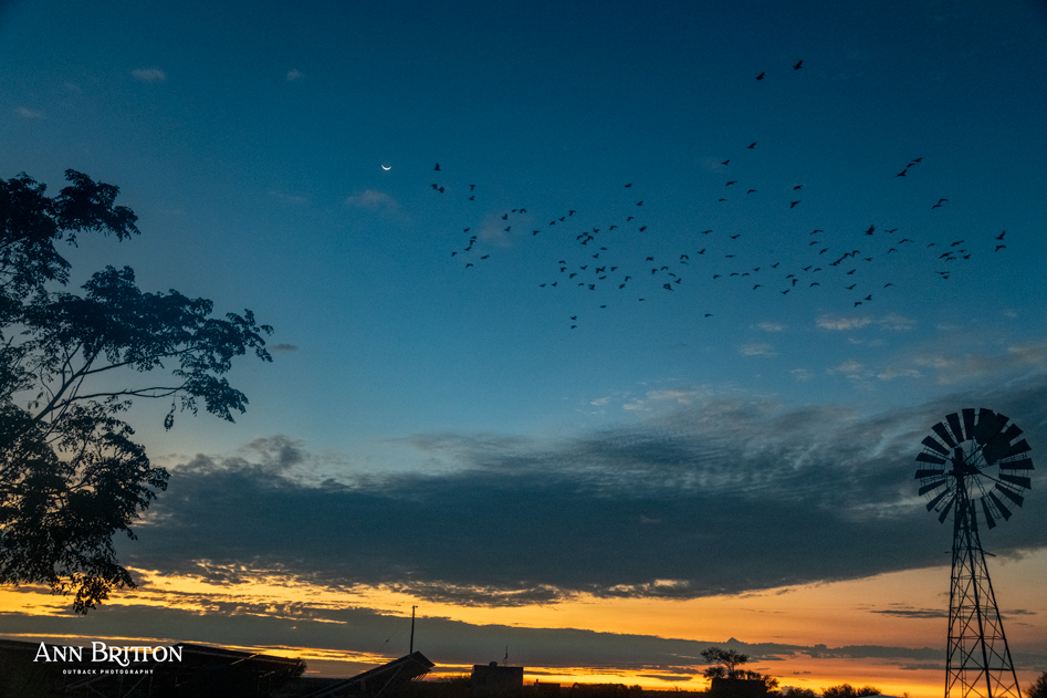 Mother Natures dawn stage show at Goodwood...script for cockies...enter, noisily from left of the stage...fly, noisily across the stage...exit, noisily right of stage ...done in one take 📷