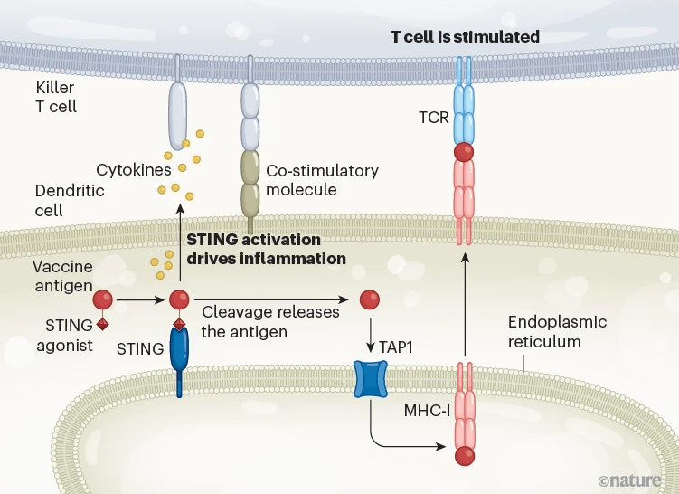 STING agonist-based ER-targeting molecules boost antigen cross-presentation <a href="/Nature/">nature</a> 
nature.com/articles/d4158…
nature.com/articles/s4158…