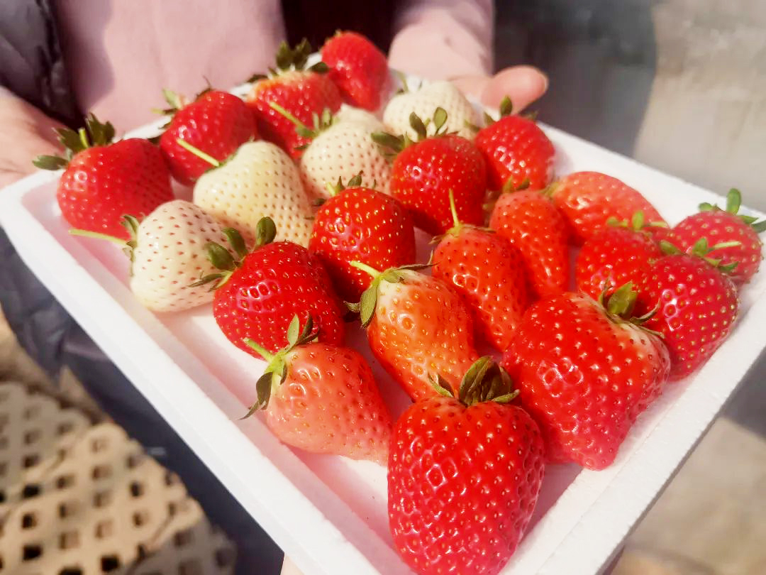 따스한 봄바람이 살랑이고 만물이 소생하는 계절이 돌아왔습니다. 봄에만 맛볼 수 있는 신선함을 입안 가득 느낄 수 있는 시기이기도 하죠! 지금 바로 옌타이 즈푸(芝罘)구에서 제철 해산물과 부드러운 산나물, 새콤달콤한 딸기와 같은 ‘첫봄의 신선함’을 만나보세요~🥢🍽️🍈🍊🍎 #옌타이레저생활 #봄날의옌타이 #혀끝으로만나는옌타이
 (출처=옌타이시 문화관광국)