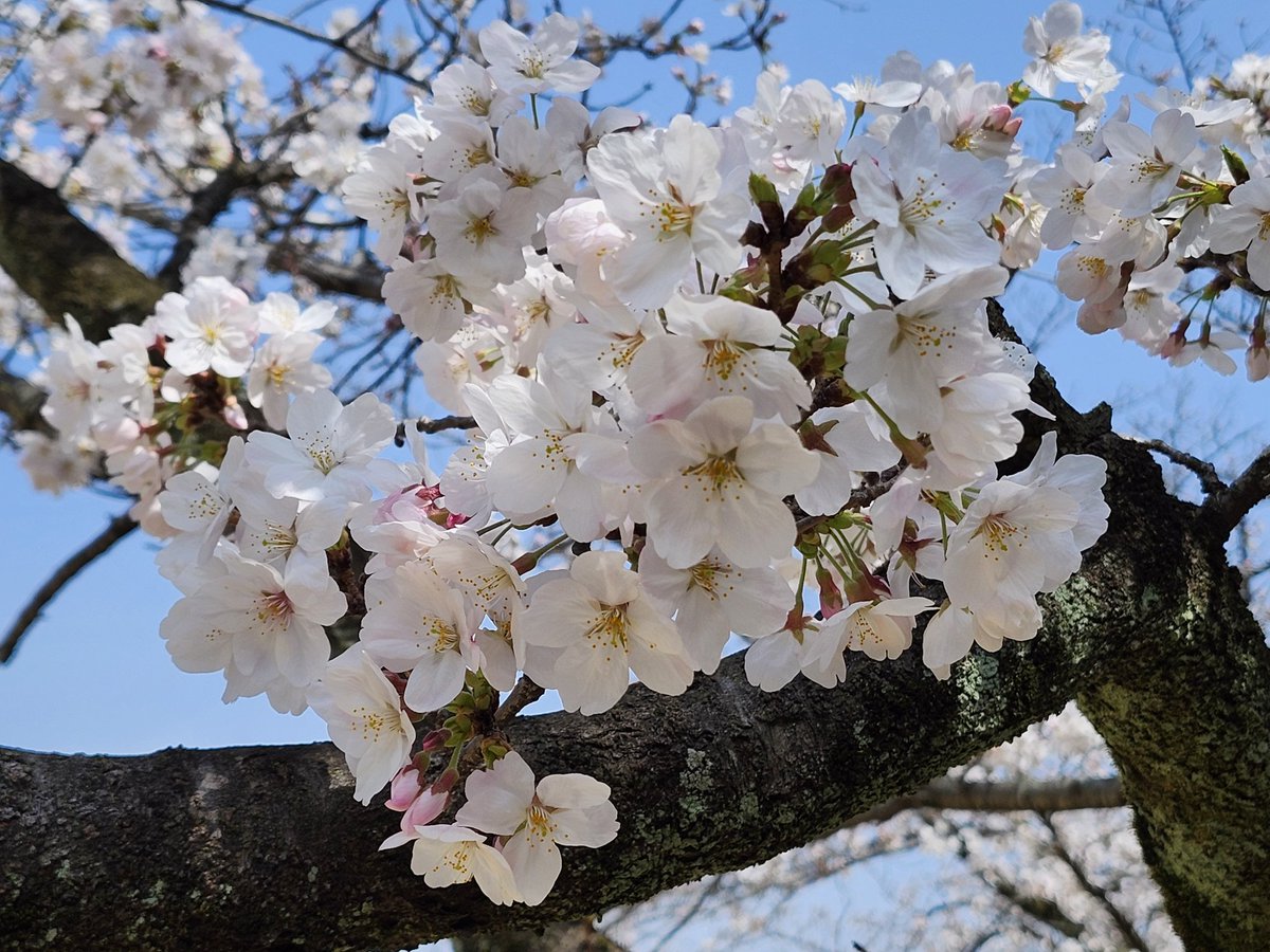 zaison0213's tweet photo. 桜咲く
#所沢航空記念公園 https://t.co/g73aYawGQl