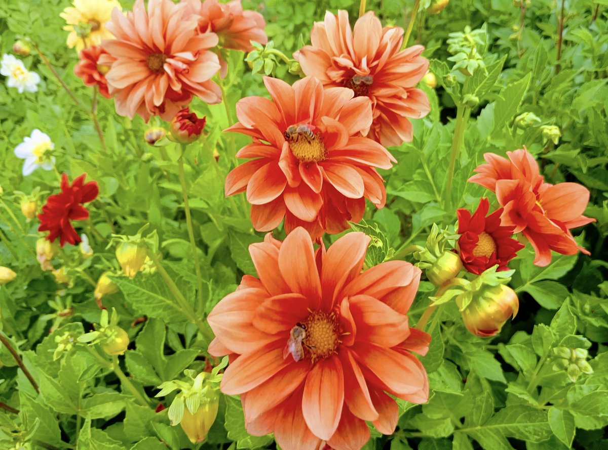 🏵️ Sunny Thursday Friends 🏵️🧡💚🧡🏵️