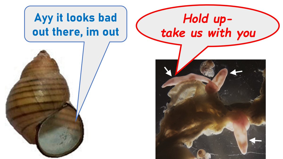 During dry seasons, some freshwaters snails are able to enter aestivation to survive being left high and dry. 🐌
 
This study found that some species of trematode flukes are able to survive through the dry seasons in their aestivating snail hosts. 🐌
cambridge.org/core/journals/…