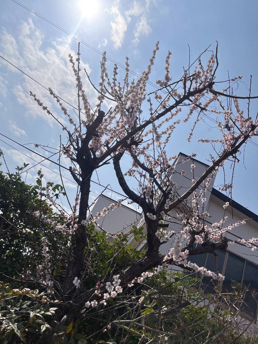 お仕事お疲れ様です^ ^*
梅の花が咲いてるのをみて、太陽のありがたみを改めて感じてました。
太陽の光はどんなに悲しい事や辛い事があっても暖かく包み込んでくれます♪

太陽の日差しの中歩くの気持ちいいですよね
一人でも多くの人にこの幸せな気持ちのおすそ分けが届きますように(｡ᵕᴗᵕ｡))