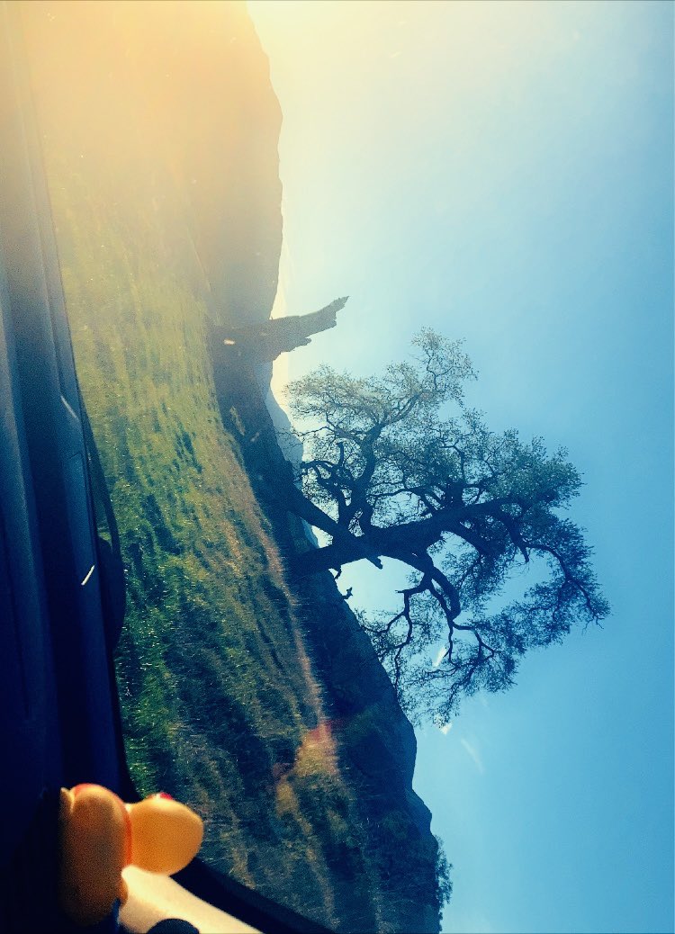 kaybug369's tweet image. We went on an adventure yesterday.
#bestfriend #bigsur close to Big Sur… thought we heard a bear…
#live #love #life #adventures 💨🫶💯
