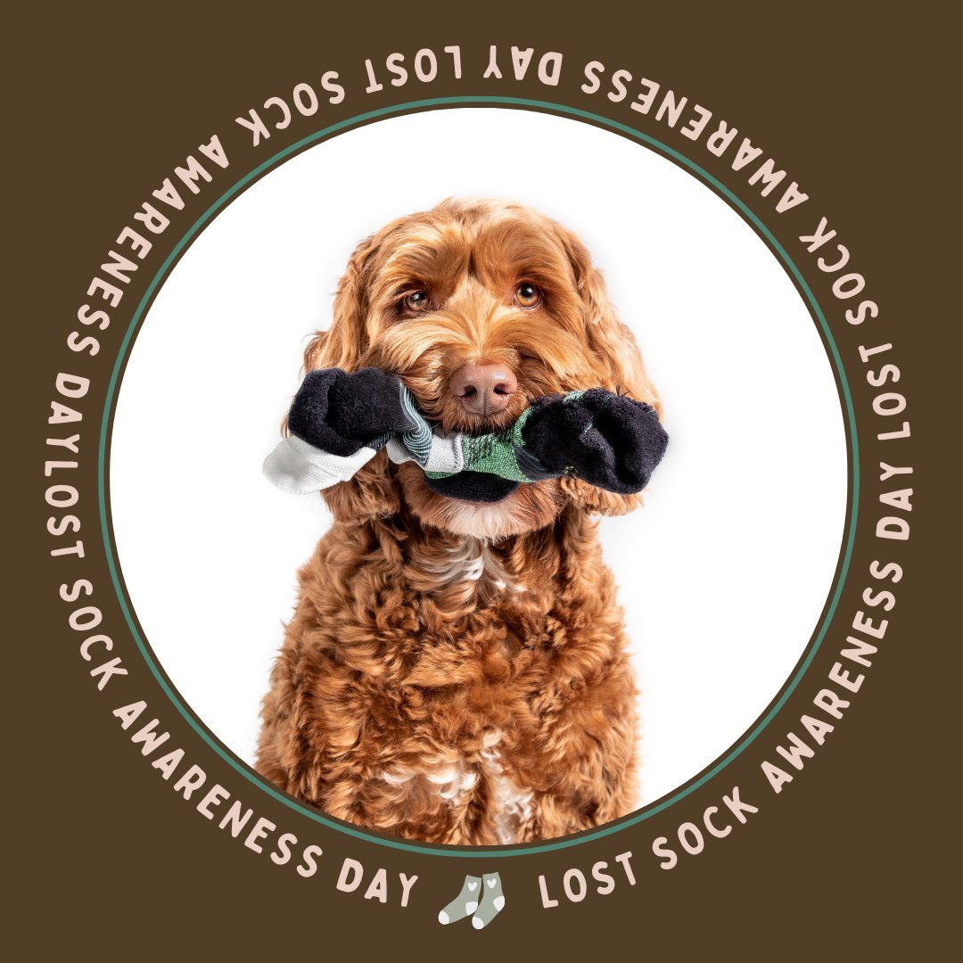 Point Vicente Animal Hospital tweet media