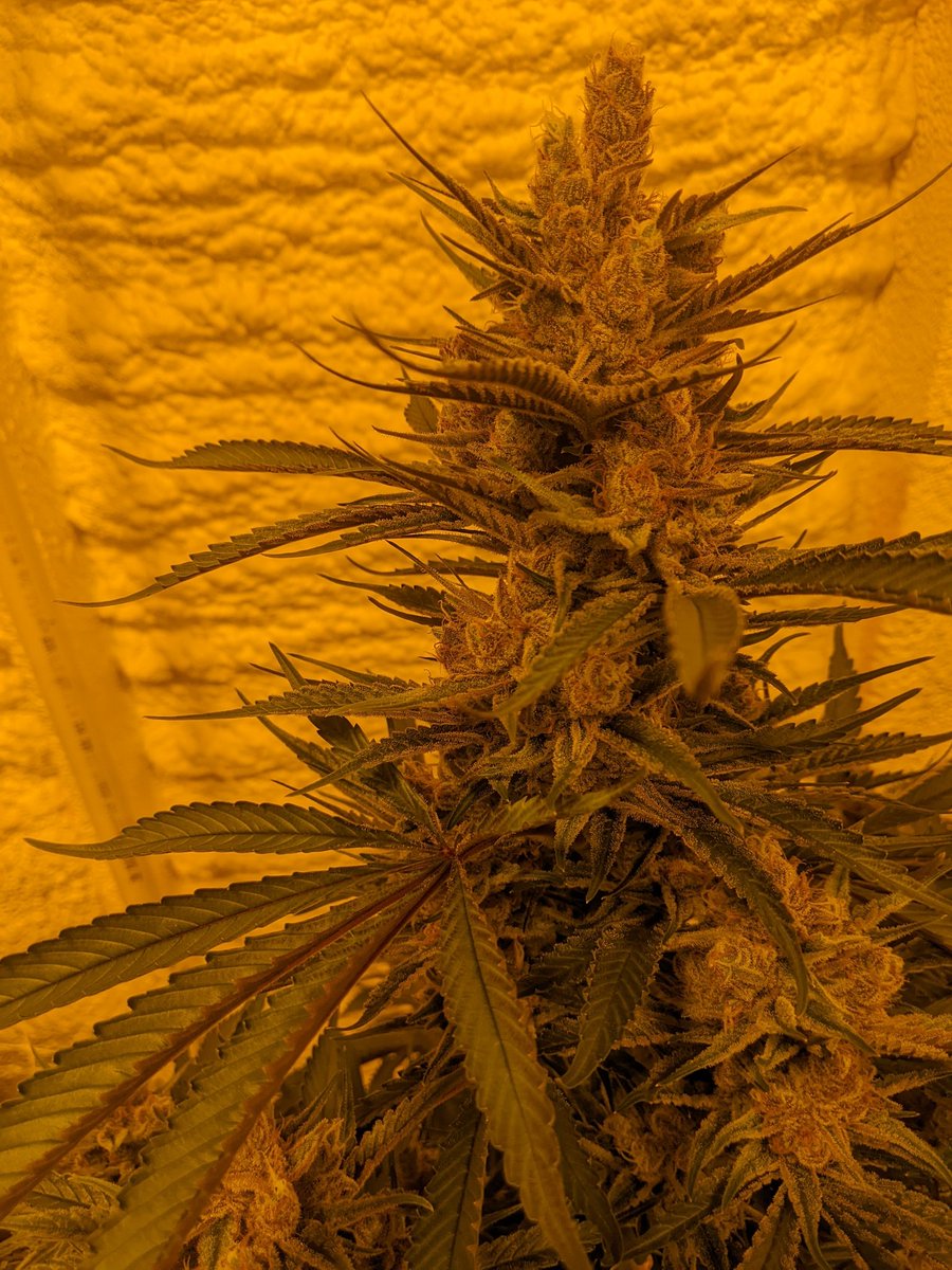 DavdTheRockstar's tweet photo. POLYJUICE POTION
ImPEACHment x Platform 9¾
Grown by an IG homie
#DavdGenetics
*Beans Available* *Low Stock*
#CannaLand #CannabisCommunity #Mmemberville
#CannabisCulture #420friendly #420community #ouid #homegrown #weedporn https://t.co/3MNdCfKulX