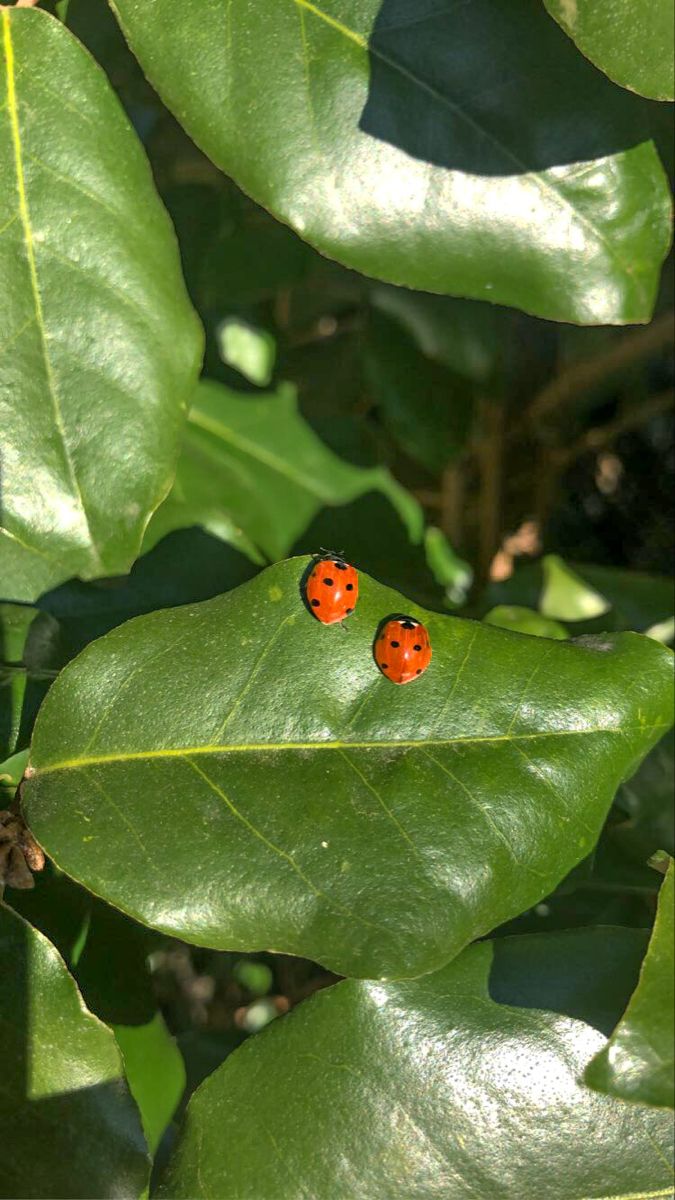 greendreaams's tweet image. 