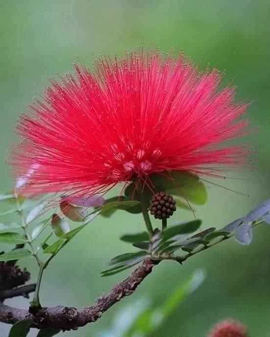 Naturepathway's tweet photo. *"Red Powder Puff in full bloom—fluffy stamens radiating vibrant charm, a beacon for pollinators and plant enthusiasts alike. 🌺✨ #RedPowderPuff #NatureWonder #CalliandraHaematocephala #ExoticBeauty"* https://t.co/kKEreUmQX2