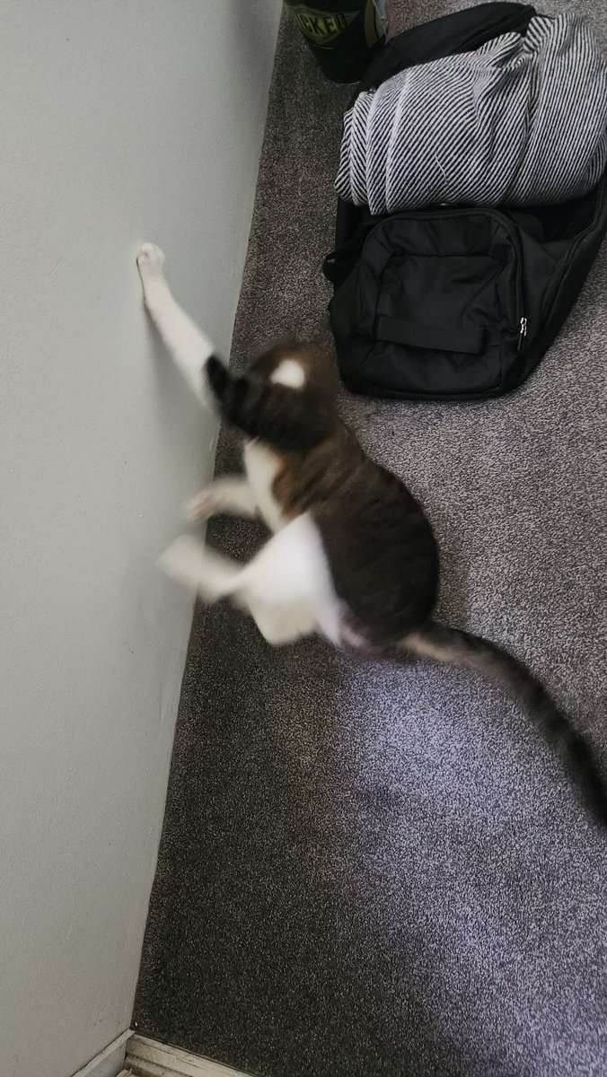 Roxy & Toby 💜 🐾 tweet media