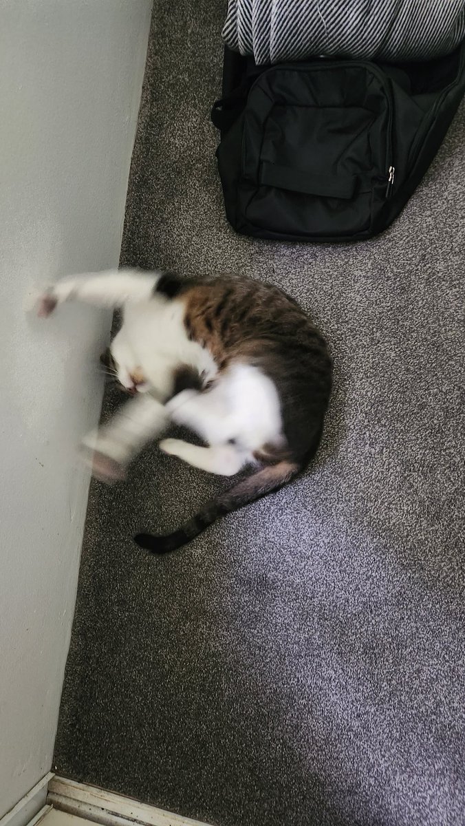 Roxy & Toby 💜 🐾 tweet media