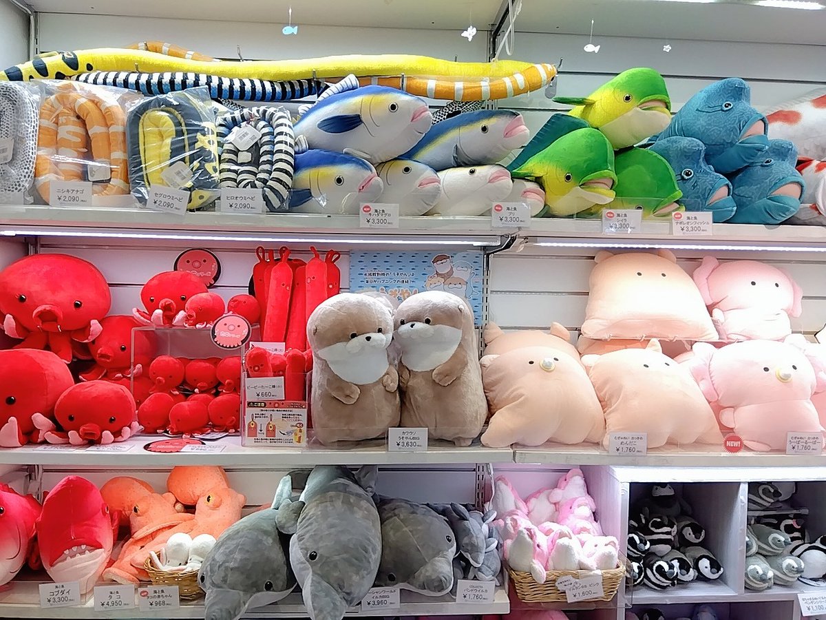 marinepiaheart's tweet image. ✨新商品のご紹介✨
人気シリーズ〜海と魚〜から
新しい仲間が続々仲間入り‼️
色鮮やかなナポレオンフィッシュ、
シイラ、グラデーションが本物そっくりのブリ、キハダマグロ🐟
どの子もとってもリアルなぬいぐるみです✨
小さくて可愛いタコの赤ちゃんも入りましたよ〜🐙
#マリンピア日本海