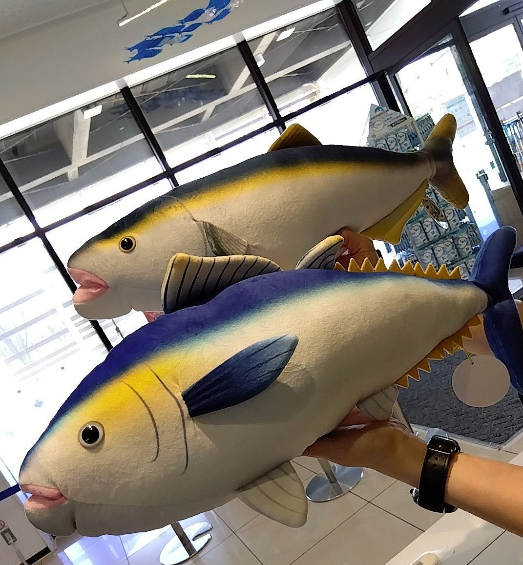 marinepiaheart's tweet image. ✨新商品のご紹介✨
人気シリーズ〜海と魚〜から
新しい仲間が続々仲間入り‼️
色鮮やかなナポレオンフィッシュ、
シイラ、グラデーションが本物そっくりのブリ、キハダマグロ🐟
どの子もとってもリアルなぬいぐるみです✨
小さくて可愛いタコの赤ちゃんも入りましたよ〜🐙
#マリンピア日本海