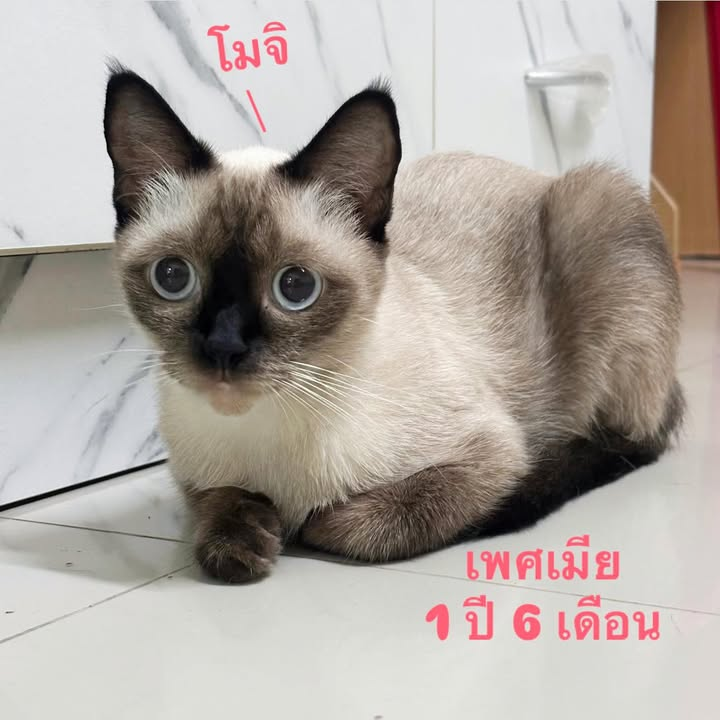CatsterClub's tweet photo. 🏠หาบ้านให้น้องแมว🏠

เจ้าของมีความจำเป็นต้องย้ายที่อยู่เเละไม่สามารถนำน้องไปเลี้ยงได้ น้องๆขี้อ้อนทุกตัว เข้ากระบะทรายเป็น กินเก่งมากๆ
พิกัด : สุขสวัสดิ์ 70 
ติดต่อ : Line : tarnnn.m

ใครสนใจรับดูแลติดต่อหาเจ้าของได้เลยนะคะ หรือ ช่วยกันรีกระจายข่าวก็ได้ค่า มาช่วยกันหาบ้านอันอบอุ่นให้น้องกันนะคะ