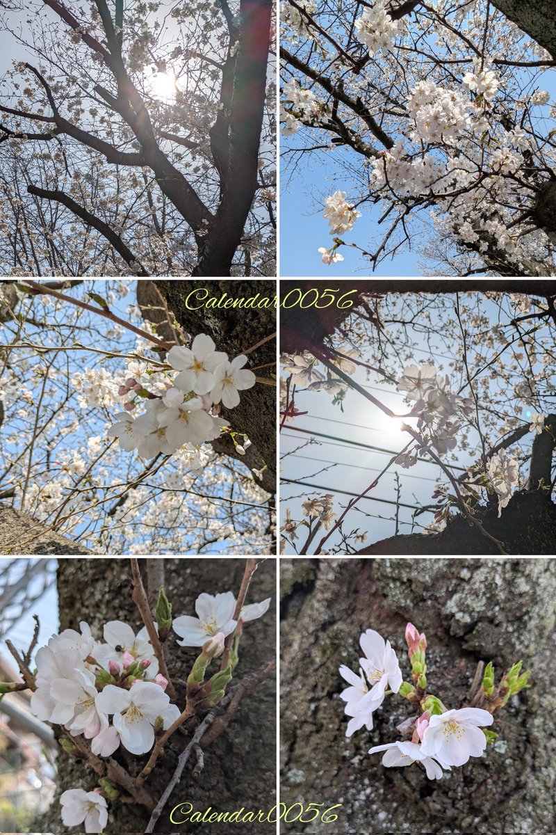 ❀

お久しぶりです
ご迷惑お掛けしますが勝手ながら改めてよろしくお願いいたします

心から感謝いたします
皆様の優しさに感謝

#繋がり感謝
