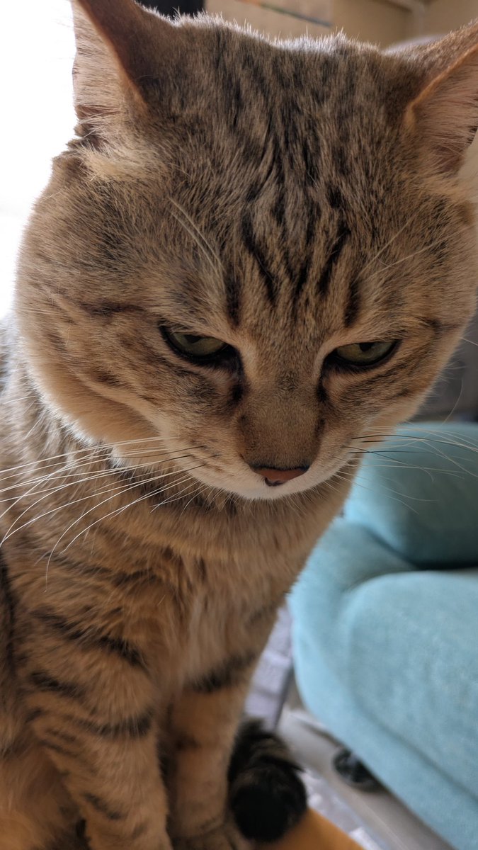 こんにちはにゃ😺💕
ボクは、元気にしてるにゃ🩷

心身共に、限界だった私は、１７日
の夜
救急搬送されました😭
今は、無理しないように過ごしてます🥺
どんな時も、珀😺が私に寄り添ってくれてるよ🩷😭

元気になったら、また必ず、ここへ珀と一緒に帰って来ます🩷😺😊