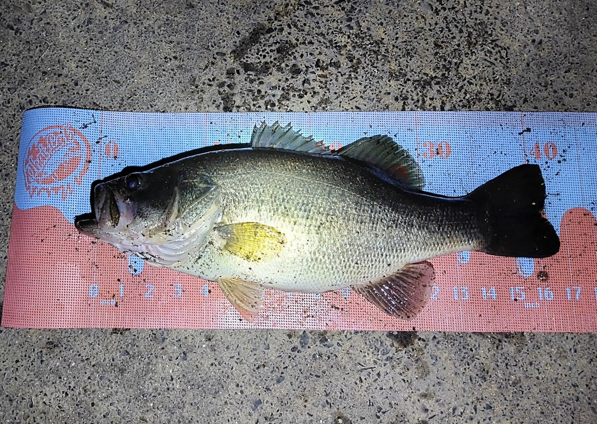 連敗脱出(⁠ ⁠；⁠∀⁠；⁠)