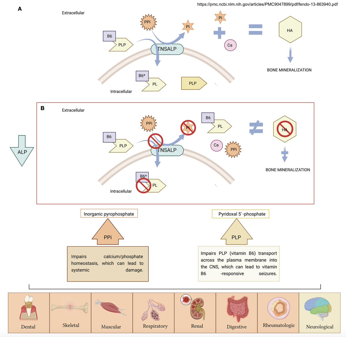 StudyRare 🧬 tweet media
