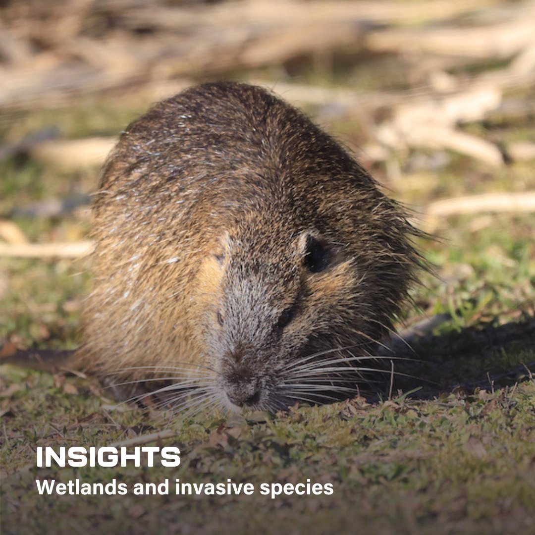 Invasive species are an increasingly significant threat to our wetlands. The coypu, nutria is one of the most destructive invasive species damaging marshes throughout the U.S. hubs.ly/Q034F1hk0 #InvasiveSpecies #WildlifeDrones #radiotracking #radiotelemetry