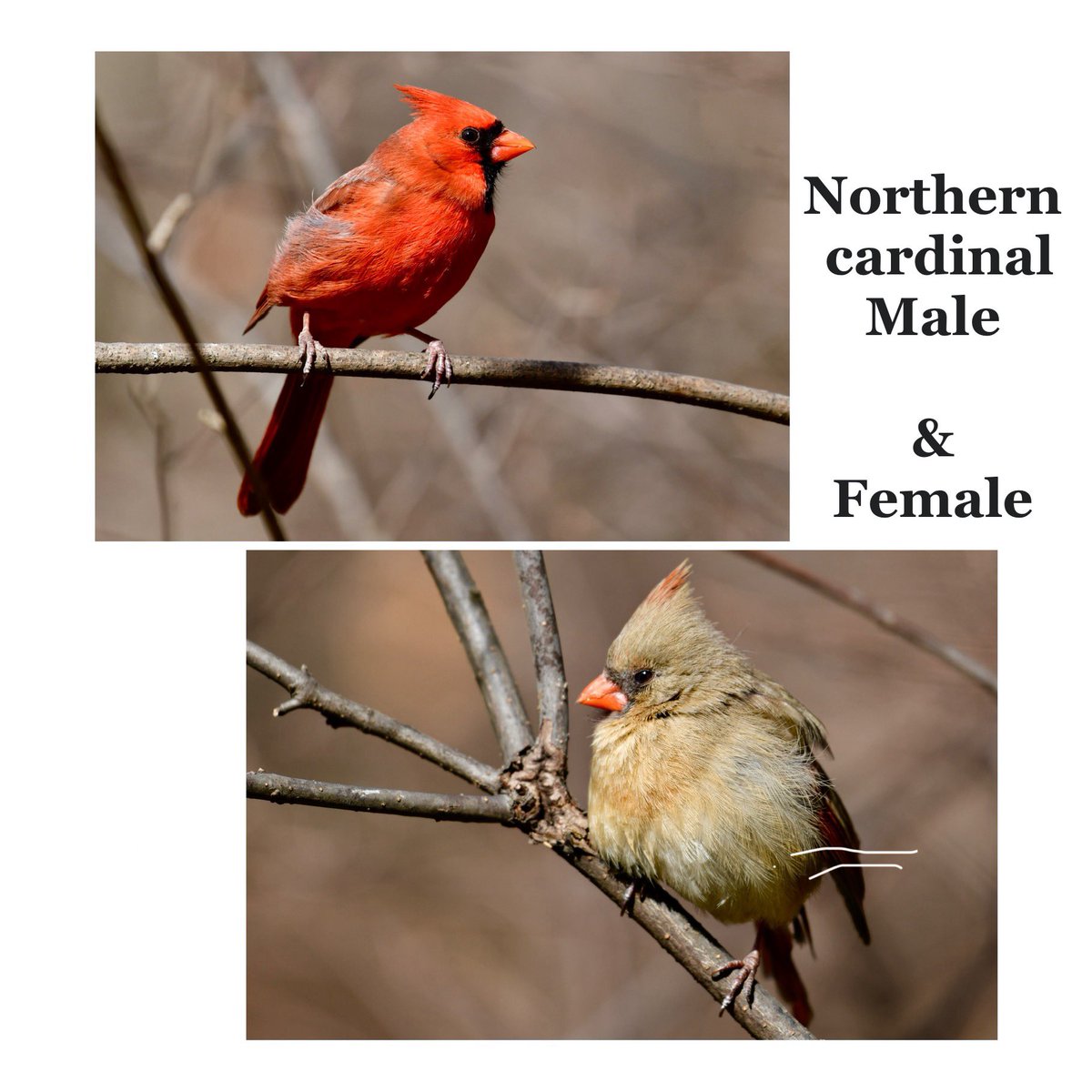 Atul1212's tweet photo. Northern cardinal (Cardinalis cardinalis), known colloquially as the common cardinal, red cardinal,or just cardinal, is a bird in the genus Cardinalis. #IndiAves #BBCWildlifePOTD #ThePhotoHour #birding #BirdsOfTwitter #costarica #unoitsmi @NikonIndia #northencardinal #newyork https://t.co/TOHzNCTZ65