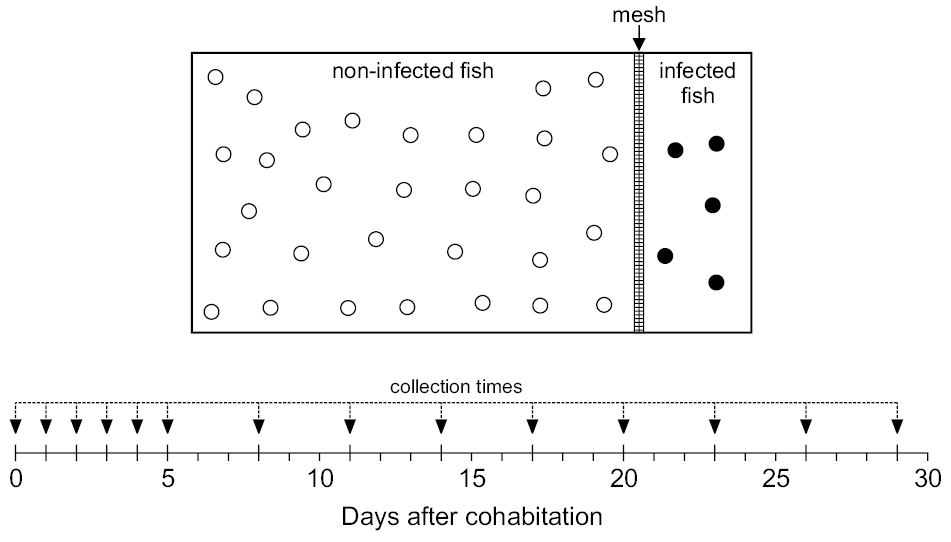 Researchers reveal the rapid spread and infection dynamics of the monogenean parasite Ligictaluridus floridanus in channel catfish fry, underscoring the need for proactive management in high-density aquaculture systems.

🔗 doi.org/10.3897/aiep.5…