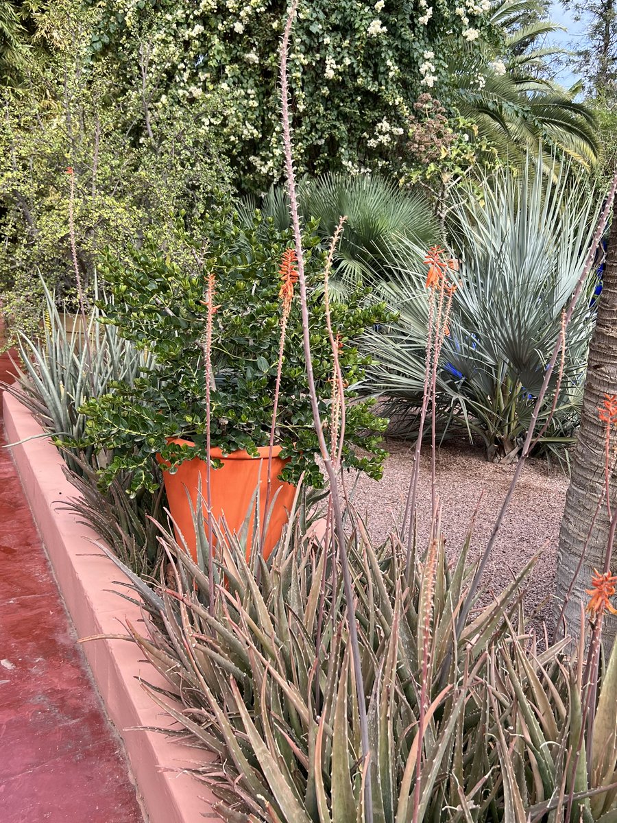 Just back from Marrakech! I loved the use of colour in Jardin Majorelle.