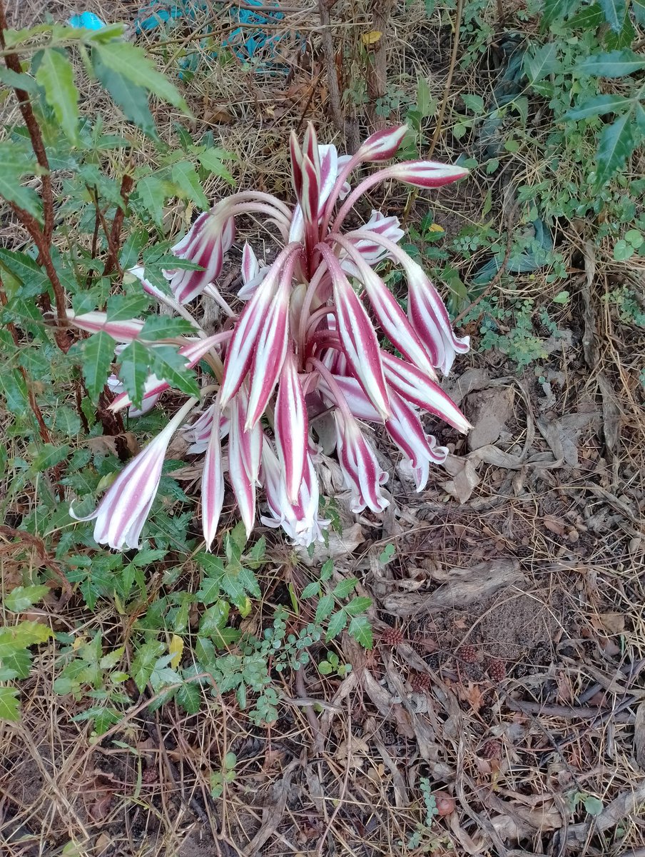 Nature hides its beauty until the rain comes with the password. Now it's beautiful everywhere. #Aoko, #Oscarsudi, #Saka, #UhuruKenyatta