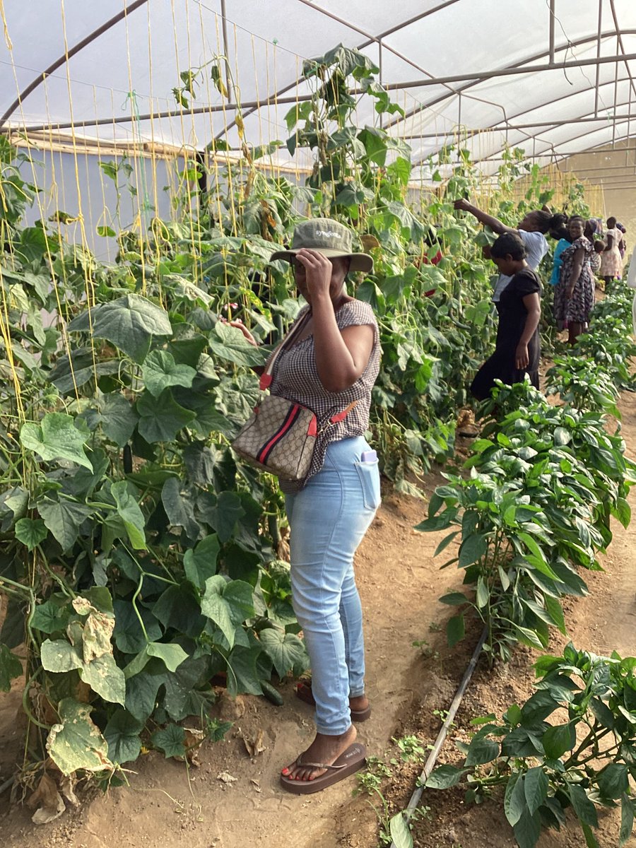 Mudhumeni Wabantu: (@celinahatidani) on Twitter photo Empowering the girl child MASO and <a href="/Camfed/">CAMFED - Campaign for Female Education</a> in Mkoba,Gweru.
Empower the girl child,empower the future.
Calling all organisations that need horticultural training…my services are free of charge.
+263778508516 Empowering the girl child MASO and <a href="/Camfed/">CAMFED - Campaign for Female Education</a> in Mkoba,Gweru.
Empower the girl child,empower the future.
Calling all organisations that need horticultural training…my services are free of charge.
+263778508516