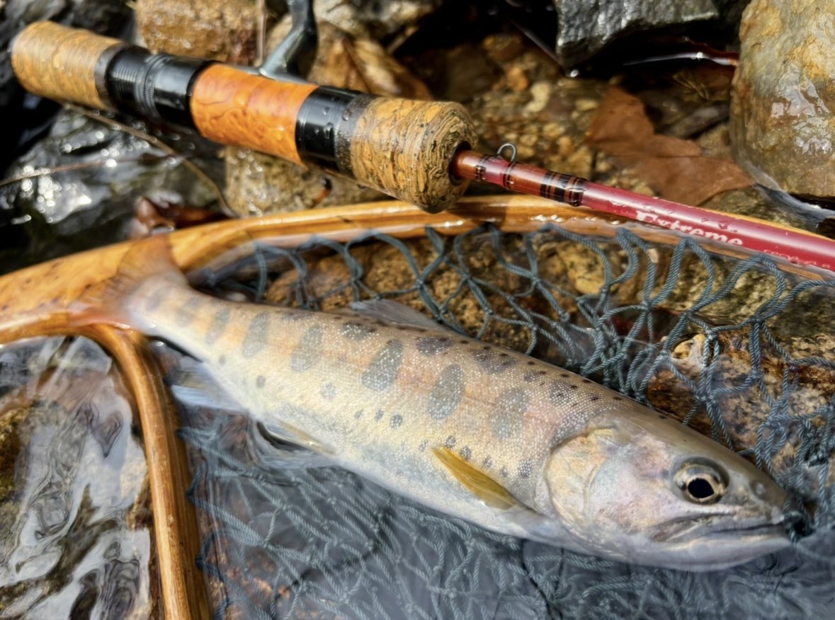 tencho_last1997's tweet photo. 家から1時間弱の渓流へ🎣
砂防ダムの上流から入渓し3時間程遡ったあたりで転けて強制終了😇
#lurefishing
#exts44ul
#exts46ul
#exts464ul
#exts503ul
#exts48xl
#exts52xl
#山女魚
#岩魚
#山女魚ネット
#awayco
#awayco40s https://t.co/AkUPsCddm0