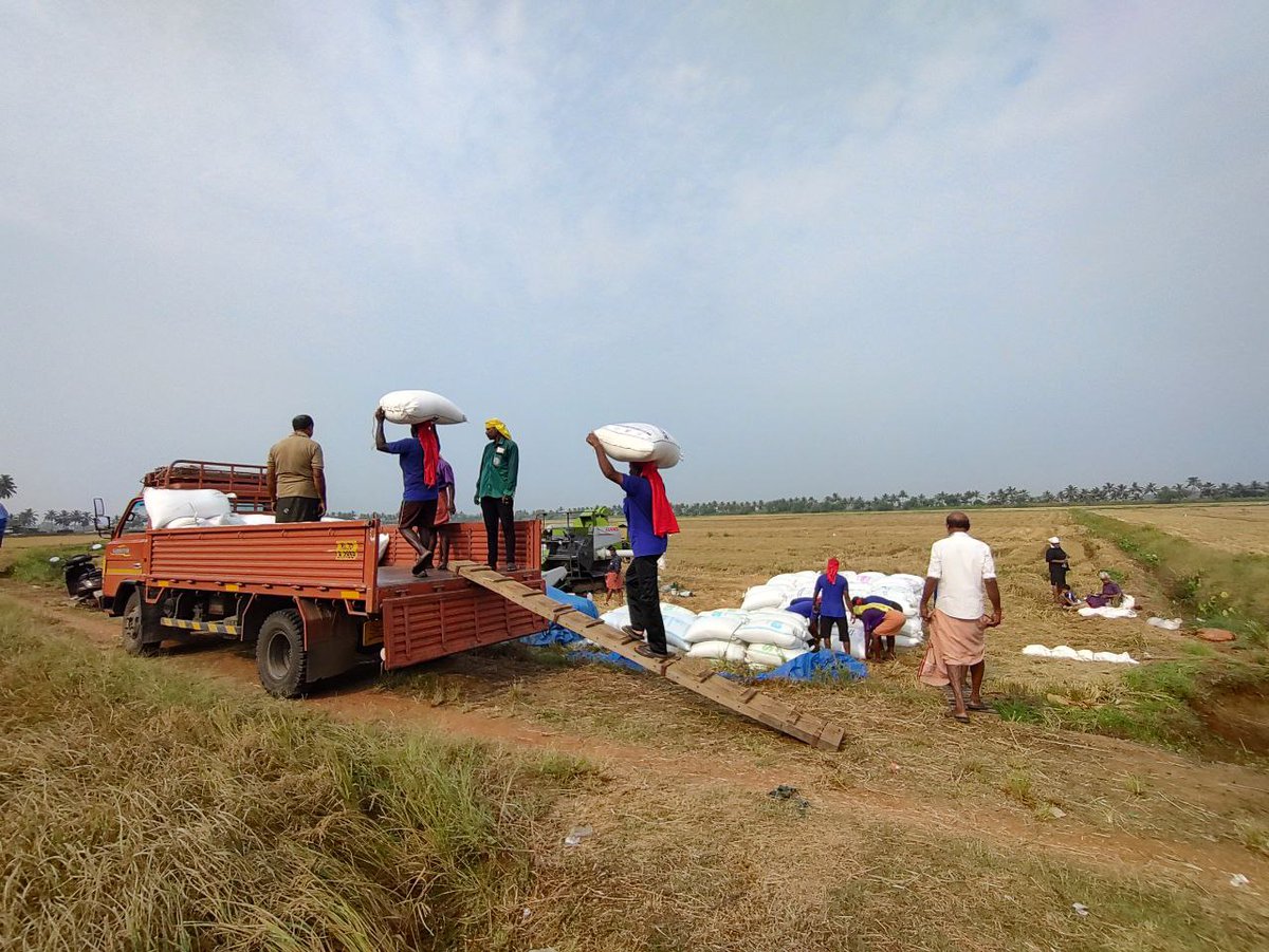 Paddy Harvest Season 2025 📷
Ombathumuri Adat, Kole Wetlands, Thrissur, Kerala