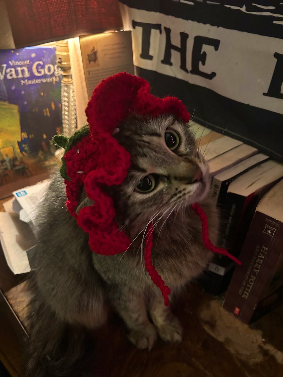 my sister made my niece (her cat) a hat… 🥹🍓