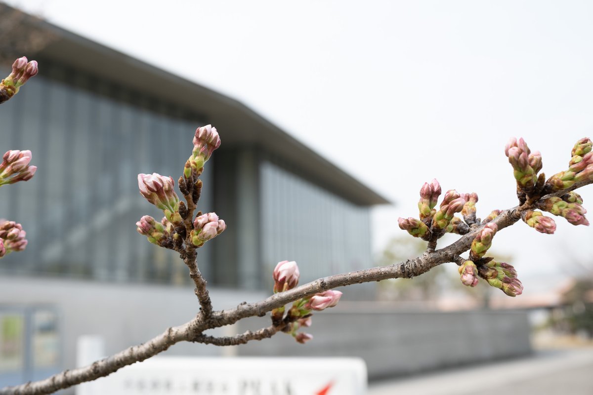 ononavi_eng's tweet photo. 'Sakura Diary'
At Senkoji Park, The Sakura Cherry blossom ‘Somei-yoshino’ is starting to bloom. We’ve been waiting for it, the Flowering Declaration will be soon.
The more → https://t.co/9aYP4fHYiD

#onomichi #hiroshima #travel #sakura #japan #ononavi #AndoTadao #cocoronomichi https://t.co/jQFR30AFLA