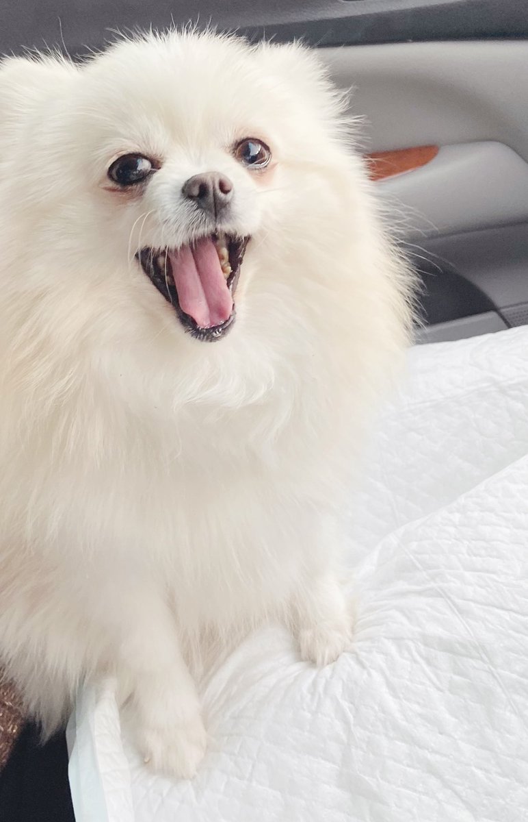 Muffin20236's tweet photo. 車の中たのしいな
いつもと違う景色すき

#わんこ
#犬
#Dog https://t.co/Ohrp9Zxqeo