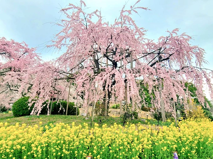 満開見頃のしだれ桜を見ながら美味しい京鴨肉ハンバーガーランチ幸せ#毎日春ウォーキング#桜 