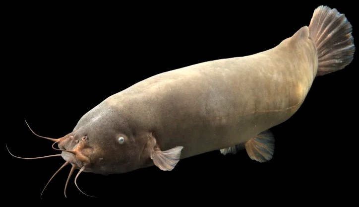 Was hat ein #Zitterwels (Malapterurus electricus) mit #Migräne zu tun? 
Das erfahrt ihr in unserem #Webinar zur Altägyptischen #Medizin, das wir in zwei Samstags-Blöcken am 26.04. und 24.05.2025 abhalten (auch einzeln buchbar)!
Mehr Infos dazu unter: seschat-fernschule.de/Webinar-Medizi…