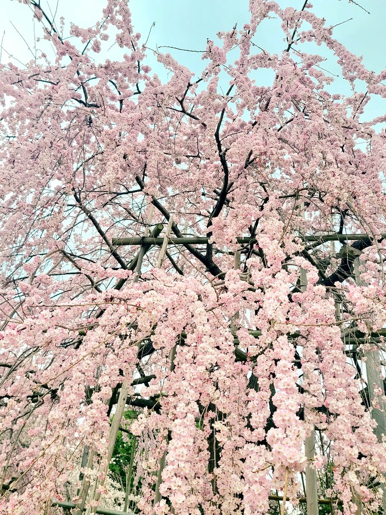 「桜も菜の花もきれい#毎日春ウォーキング 」|樋口橘@「シャンピニオンの魔女」マンガparkで連載中🍄7巻発売中🍄のイラスト