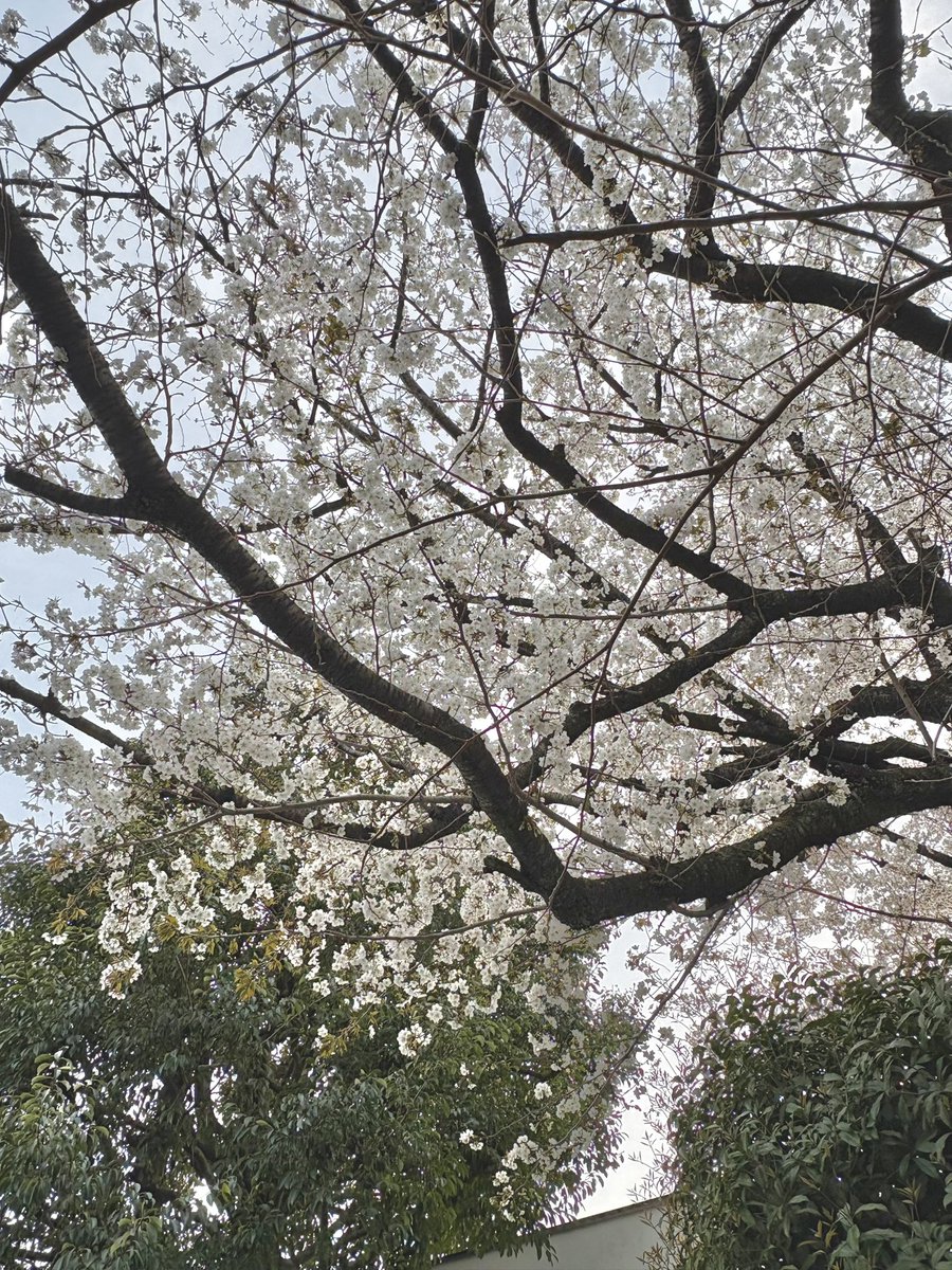 hisuigensekikan's tweet image. 本日も翡翠原石館開館しています
無料の紅茶サービスもございます🫖🍂
ぜひお越し下さい

こちらの写真はは1号館にある桜の様子です🌸

開館時間10時〜17時（休館日 月曜日・火曜・祝日翌日）

＃翡翠原石館 ＃御殿山 #jadeite #museum #cherryblossom #gemstone #原石