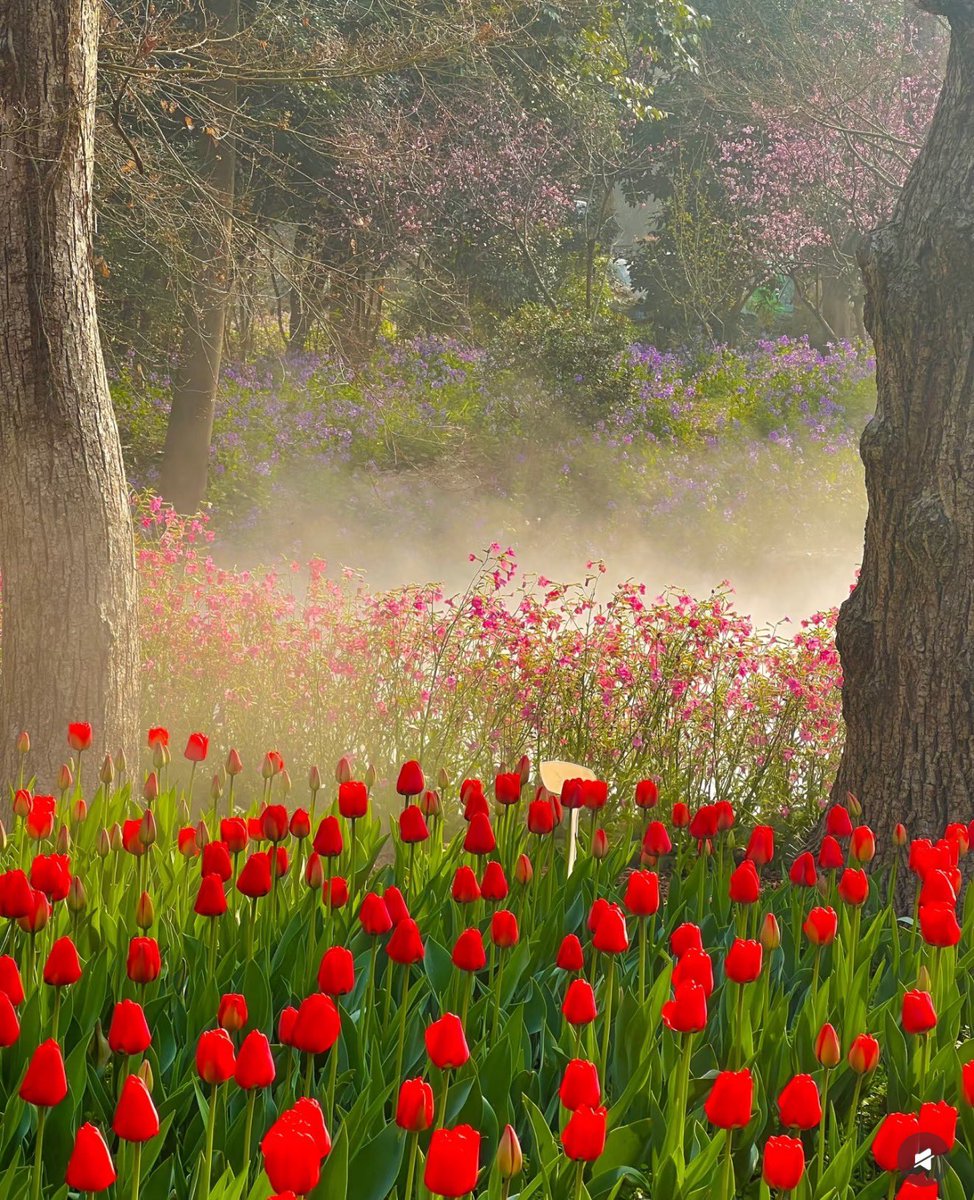 jiangsuandyoukr's tweet photo. 난징 중산 식물원은 모네의 유화를 방불케 하는 경치를 자랑한다. #SpringinJiangsu #ChinaTravel #모네 @VisitJiangsu @GoJiangsu @DiscoverNanjing @iNanjing @GoToNanjing #자연 #봄 #여행촬영 #CherryBlossoms #SpringVibes #BloomingFlowers #NaturePhotography https://t.co/N15t84XKOy