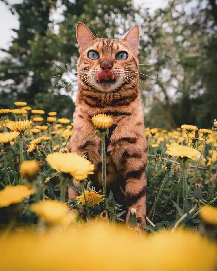 WonderfulSpace4's tweet image. Lovely day dear friends…🌼🍃☕️🐈🤎💛🧡

#GoodMorningXFriends 🌼 #CoffeeTime ☕️ #CatsLover 🐈 #BeKindAlways 💛 #PeaceAndLove 🕊️
