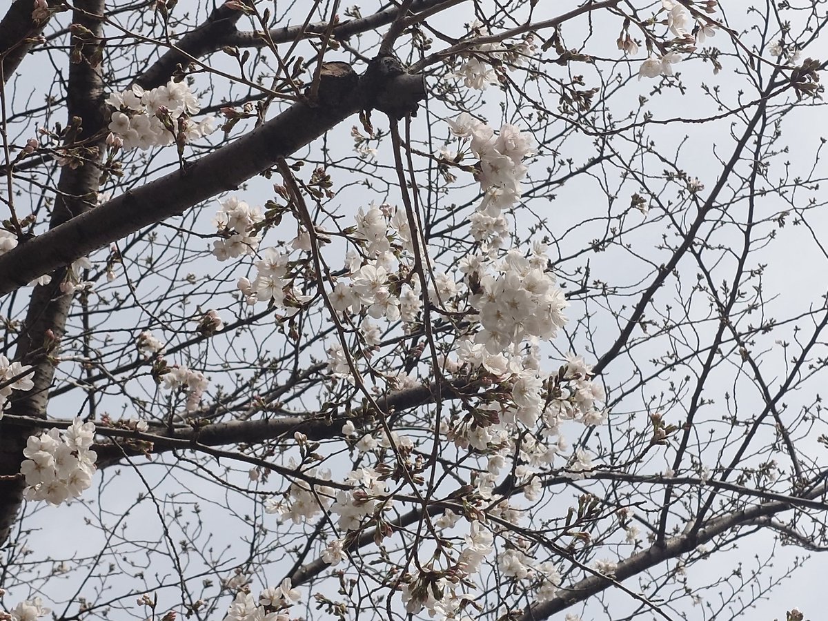一気に咲いて来ましたね🌸