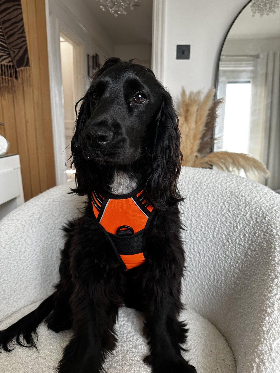 RabbitgooM's tweet photo. Bold, bright, and totally ready for adventure! 🧡🐶 @_elvisthespaniel
#rabbitgoo #RGcommunity #DogHarness #cocker https://t.co/b1G9AxCmtM