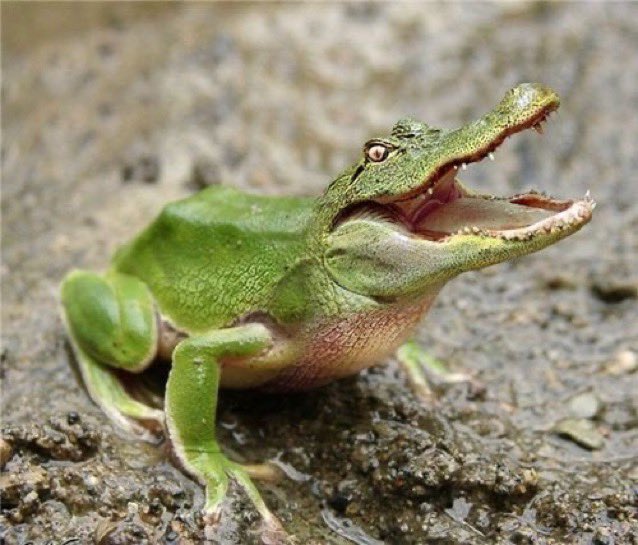 KUMPULAN IDE TEBAK GAMBAR VERSI HEWAN TERNGAKAK 😭

A THREAD